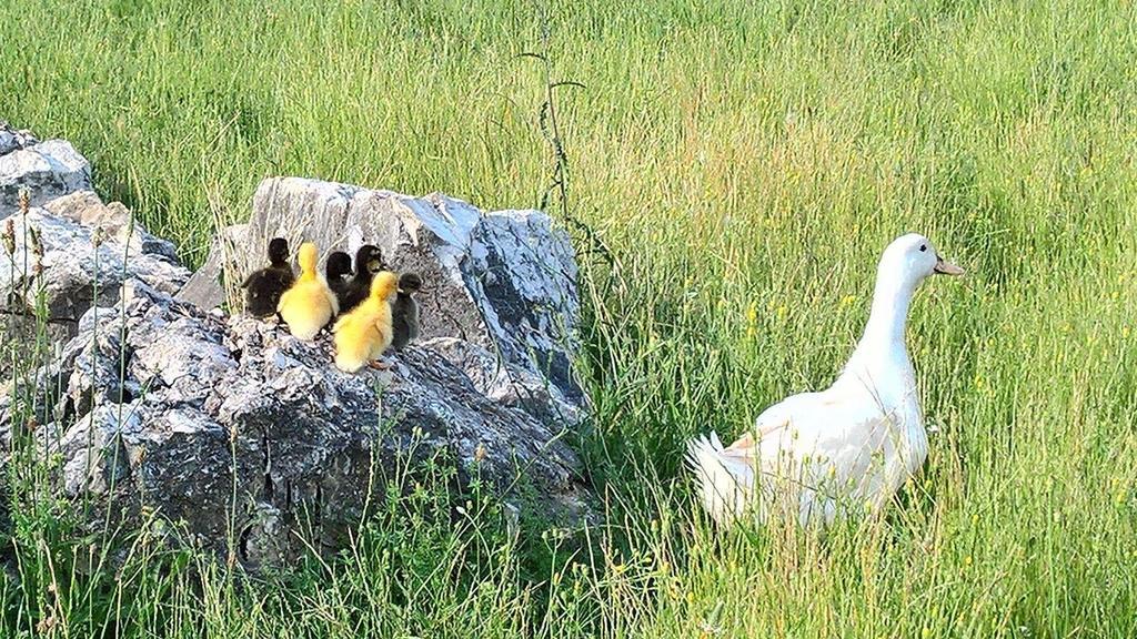 Agriturismo Di Charme Erbadoro Alvito Ngoại thất bức ảnh